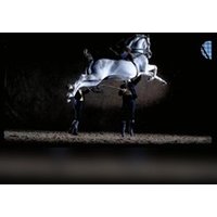 Como bailan los caballos andaluces